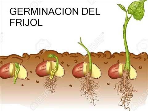 LA GERMINACIÓN DEL FRIJOL