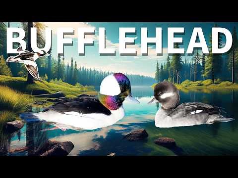 Bufflehead: The Smallest (and Cutest) Diving Duck!