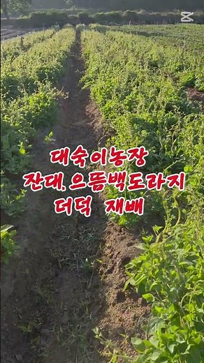 #더덕 #더덕판매#더덕 재배법#특용작물 #귀농귀촌 #고소득작물 #더덕모종 #더덕씨앗 #더덕 파종방법