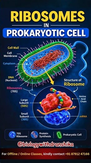 Ribosomes are the protein factories of a prokaryotic cell! #ribosomes #cellbiology #proteincorona