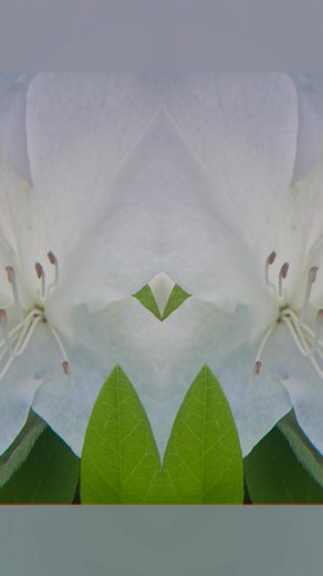 #I Am Her Flower #give me my flowers while I’m living #spring season #nature #sumula #sister scripture@ #you make them shine #grandma‘s and mom‘s right #savannah georgia | Katherine Gene Rights