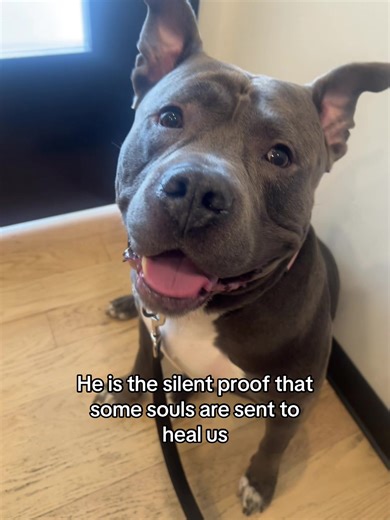 His presence makes the world make sense again. #americanbully #cutedog #alpha_090 #dogtok #mybestfriend