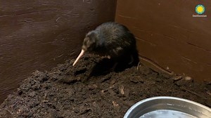 🐣A female brown kiwi hatched at the Smithsonian Conservation Biology Institute Jan. 9! Her egg pipped very late on Jan. 8 and she kicked her way out of her egg a short time later. She is growing and doing well. Kiwi are independent from birth and are fully developed when they hatch--though they are not ready to breed until they are about two years old. Kiwi usually mate for life and this female will be paired with a male when she is older. #WeSaveSpecies | Smithsonian’s National Zoo and Conserv