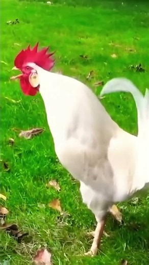 Beautiful cock 😍😍😍🐔🐓🐓🐔