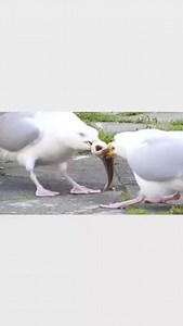 Two hangry seagulls in Cornwall were locked in a bizarre beak-to-beak tug-of-war over a fish – with neither willing to back down. The battling birds clamped on to the same tasty prize and grappled furiously, each desperate to make off with the meal. The feathery face-off dragged on as the stubborn pair refused to let go. | Cornwall Live