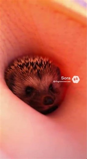 Pelican Rescues Hedgehog Across the River! 🦔🦩🌊