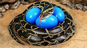 🐍🐍🐍Stop Motion ASMR | Technique Catch Python New Video Amazing | Primitive Cooking IRL Recipe🐍🐍🐍 funny comedy video | Funny Stop Motion Cooking