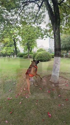 At first glance, it looks like the difficult moves of a practicing horse and dog. Whose dog does