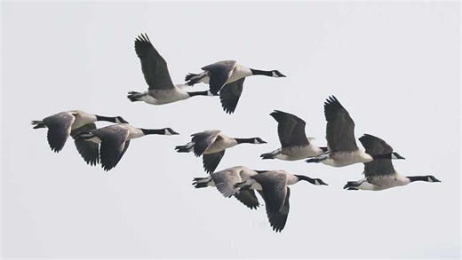 Missouri Department of Conservation reports 'outbreak' of bird flu