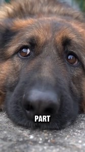 55K views · 1.3K reactions | Meet the German Shepherd - The Furtastic Fantastic friend  #GermanShepherd #OffLeashK9 #Fyp #fypシviralシ2024 #TopDogBreed | Lehigh Valley Dog Trainers: Off Leash K9 Training | Facebook
