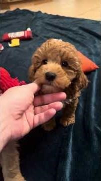 Gorgeous Male Mini Schnoodle puppies for sale in Iowa. #puppy #iowa #cute