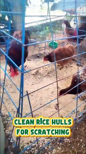 How I Keep My Rhode Island Reds Happy & Laying Eggs 🥚 | Easy Chicken Care Tips