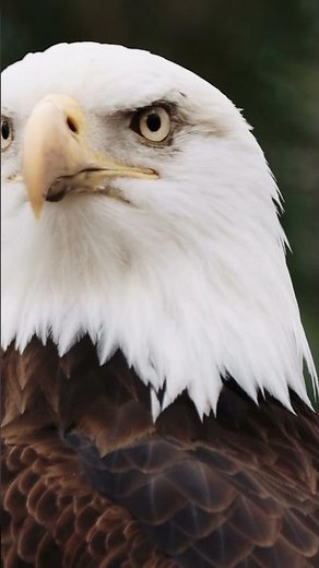 Bald Eagles: Nature's Sky Kings