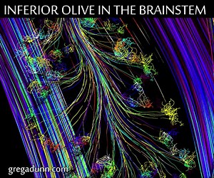 Greg Dunn Neuro Art on Instagram: "Deep in the brainstem, the structure the inferior olive compares the reality of our movements with our expectations and sends corrective signals to the cerebellum to refine circuits. The massive cables in the background are the pyramidal tracts bringing motor commands down the brainstem.⁠ ⁠ Artistic simulation based on neuro research and professional consultations from the project Self Reflected, related artwork can be found here:⁠ https://tinyurl.com/ws83usan⁠