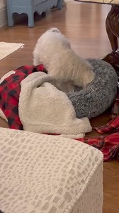 1.3K views · 130 reactions | My mom said I’m a gold digger.  #gold #puppies #digging #canyoudigit #golddigger #maltese #puppy #dog | Dountin | Facebook