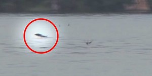 CAUGHT ON VIDEO: Terrifying Tigerfish Lunges Out Of The Water To Eat A Bird Mid-Flight
