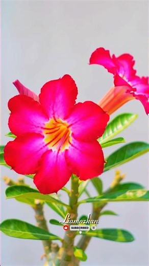 Timelapse bunga adenium#shortvideo#timelapse#plants