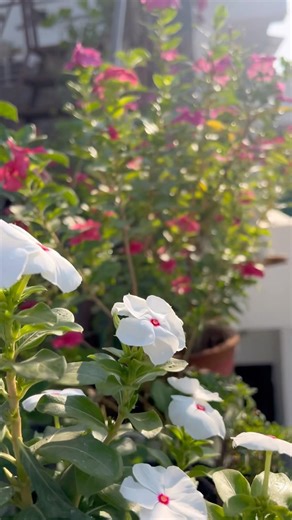 Beautiful Morning View My Garden ✨|#teamcrazyy