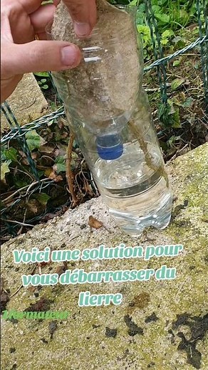 Une solution simple et écologique pour se débarrasser du lierre grimpant #naturel #lierre #jardin