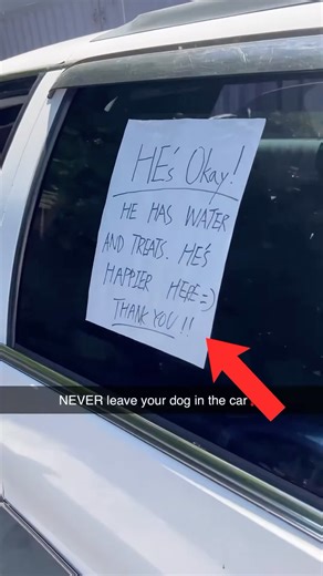 Why This Dog Was Left In The Car