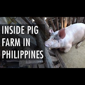 499K views · 121 shares | Inside Pig Farm In Philippines  #pig #farm #philippines | Simon Wilson | Facebook