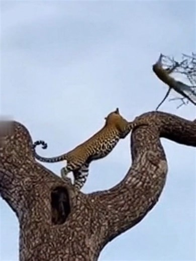 The Great Tree Escape Adventure in Africa