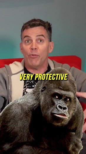 Wildboyz Encounter with Gorillas in the Wild