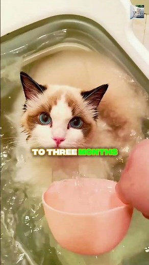 Cat Bath Secrets Every Owner Should Know