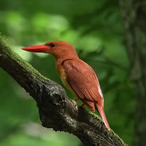 Good morning #Birds & #Nature! Ruddy kingfisher (Halcyon coromanda) | BIRDS & Nature