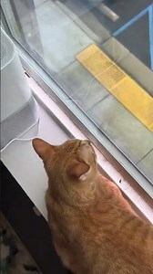Person has to shut the window so their curious cat doesn't fall out!