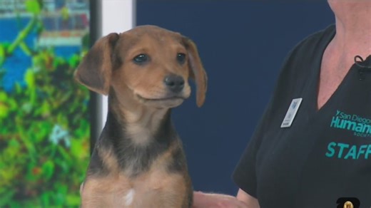 San Diego Humane Society extending hours