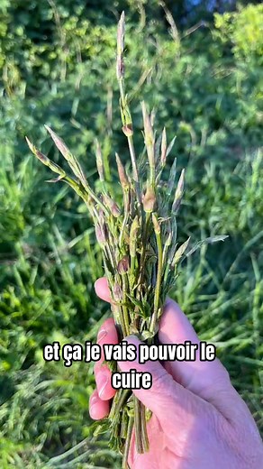 Avez-vous déjà goûté aux pousses de houblon ? C'est le moment de les découvrir ! | Plantes sauvages comestibles au quotidien