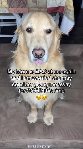 Who can HELP Buddy get his BALLS BACK?! #funnydogstory #doghumor #funnydogvideos #golfballs #dogproblems #dogsoftiktok #funnydog #golfcourse #funnyvideos #fyp