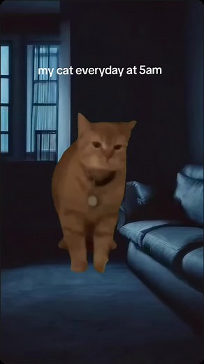 Hilarious Bengal Cat Meme at 5am