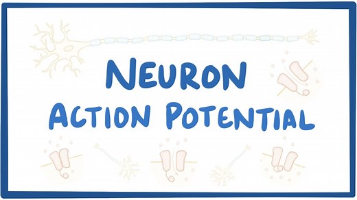Neuron action potential: Video, Causes, & Meaning | Osmosis