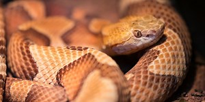Multiple Venomous Snakes Found in U.S. Homes—Here's Where They Were Hiding — Best Life