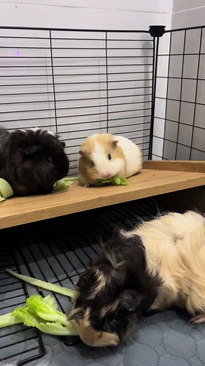 aKGuineapig trên TikTok