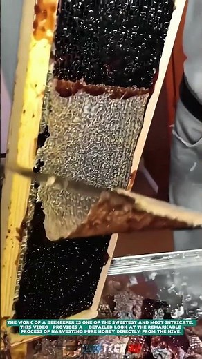 The Process of Harvesting Honeycombs- Satisfying jobs and machinery in the world