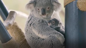 The San Diego Zoo is welcoming a new baby koala. This cute little joey just emerged from her mom’s pouch for the first time. http://abc7ne.ws/1UV3ooP | ABC7 News
