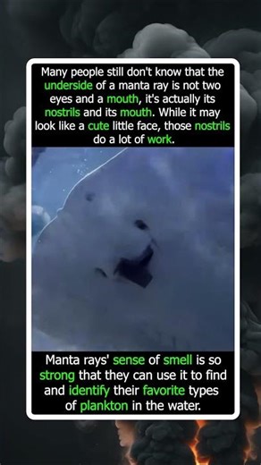 Manta Rays Use Their Nostrils To Find Plankton
