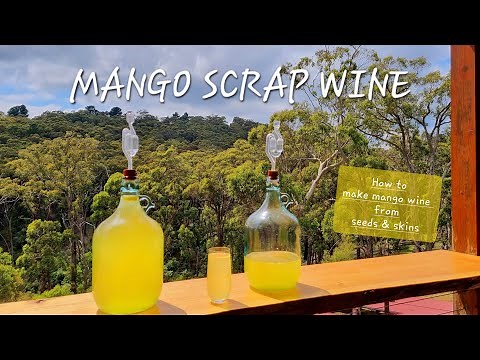 Making MANGO SCRAP WINE from Mango Seeds and Skins |FULL PROCESS Making, Fermenting, Racking & Aging