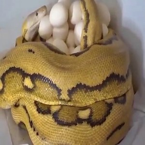 Python Snake eggs