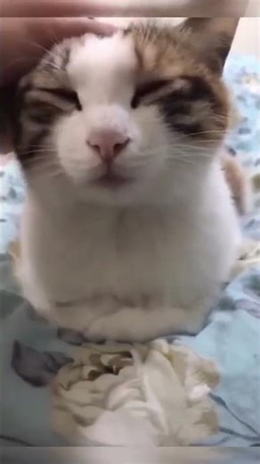 Adorable Cat Learning Tricks 🎾 #smartcat