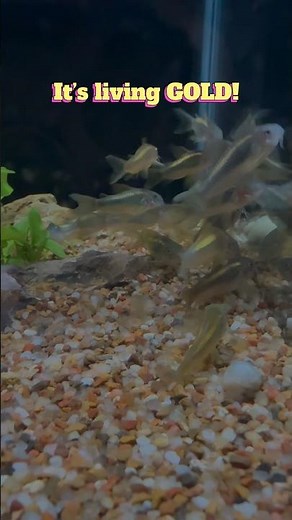 Looking for that ultimate aquarium flex? 🌟 Meet the Gold Laser Corydoras (CW010)