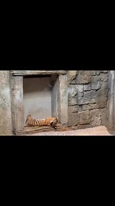 🐅 Rawr means ‘I’m adorable’ in tiger 🐅 Have you seen the FIVE new tiger cubs at the Tulsa Zoo yet? The Lost Kingdom exhibit included $3.75 million from the voter-approved Improve Our #Tulsa program matched with private donations. | Tulsa City Council