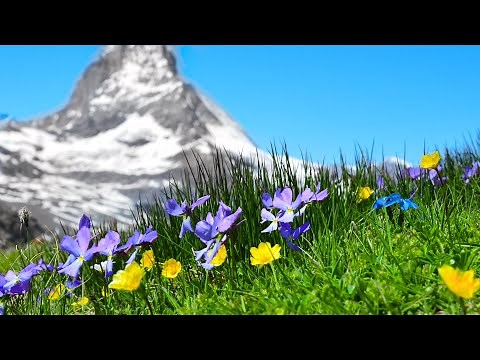 12 Hours Relaxing Music - Sleep Music, Relaxing Piano Music, Stress Relief, Study Music (Helen)