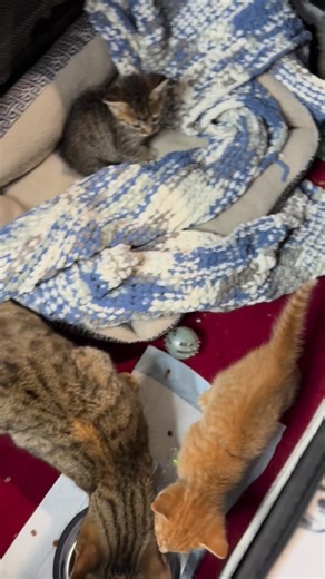 Mama Kalli was delivered this morning! #laurelcats #fosterkittens #kitten #kittens #adoptdontshop | Thank You For Your Purr-vice