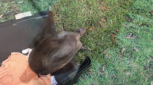1.6K views · 158 reactions | This softshell turtle was found in Palm...