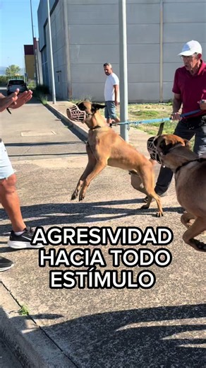 Estos dos perros no llegaron aquí por un problema pequeño. Venían reaccionando y atacando a personas, bicicletas, patinetes y, especialmente, a otros perros. Durante el trabajo introducimos una hembra joven y ambos machos intentan atacarla. Y ahí entra la manada. Ayla, Xena y Kira intervienen inmediatamente. Lo que al principio puede parecer caos tiene algo muy importante detrás: comunicación, límites y proporcionalidad. Fijaos bien. En el momento en que los machos detienen la agresión, bajan la
