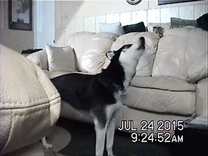 4.2K views · 203 reactions | Ever wonder what your dog does when you...